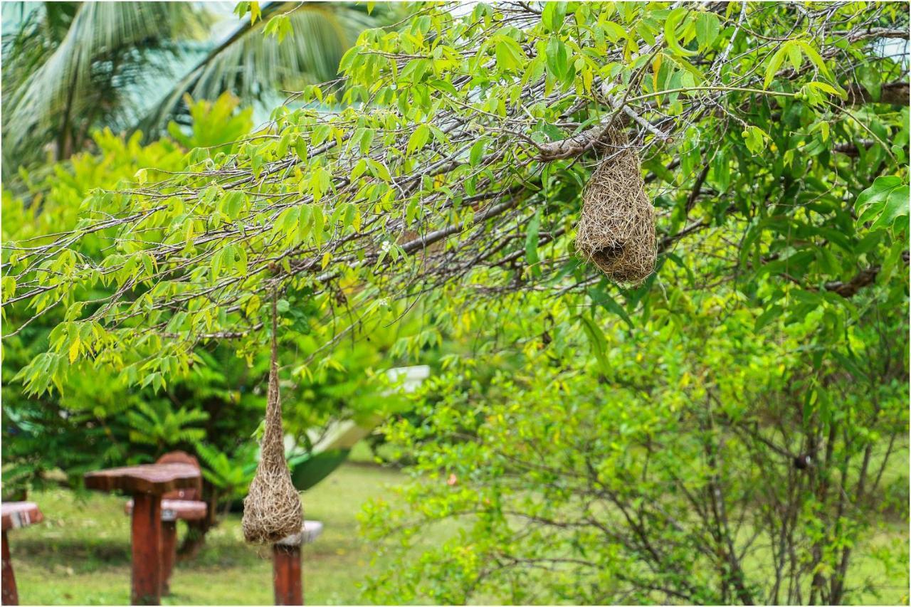 Yala Peace Cottages Tissamaharama Exteriér fotografie