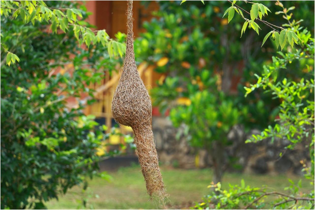 Yala Peace Cottages Tissamaharama Exteriér fotografie